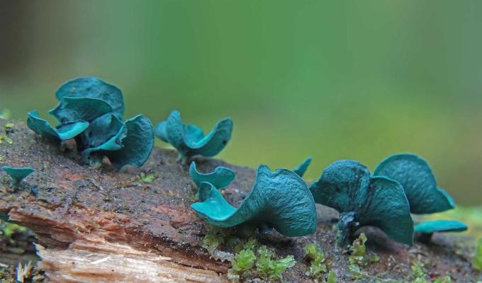 blue fungi sitting on log in forest